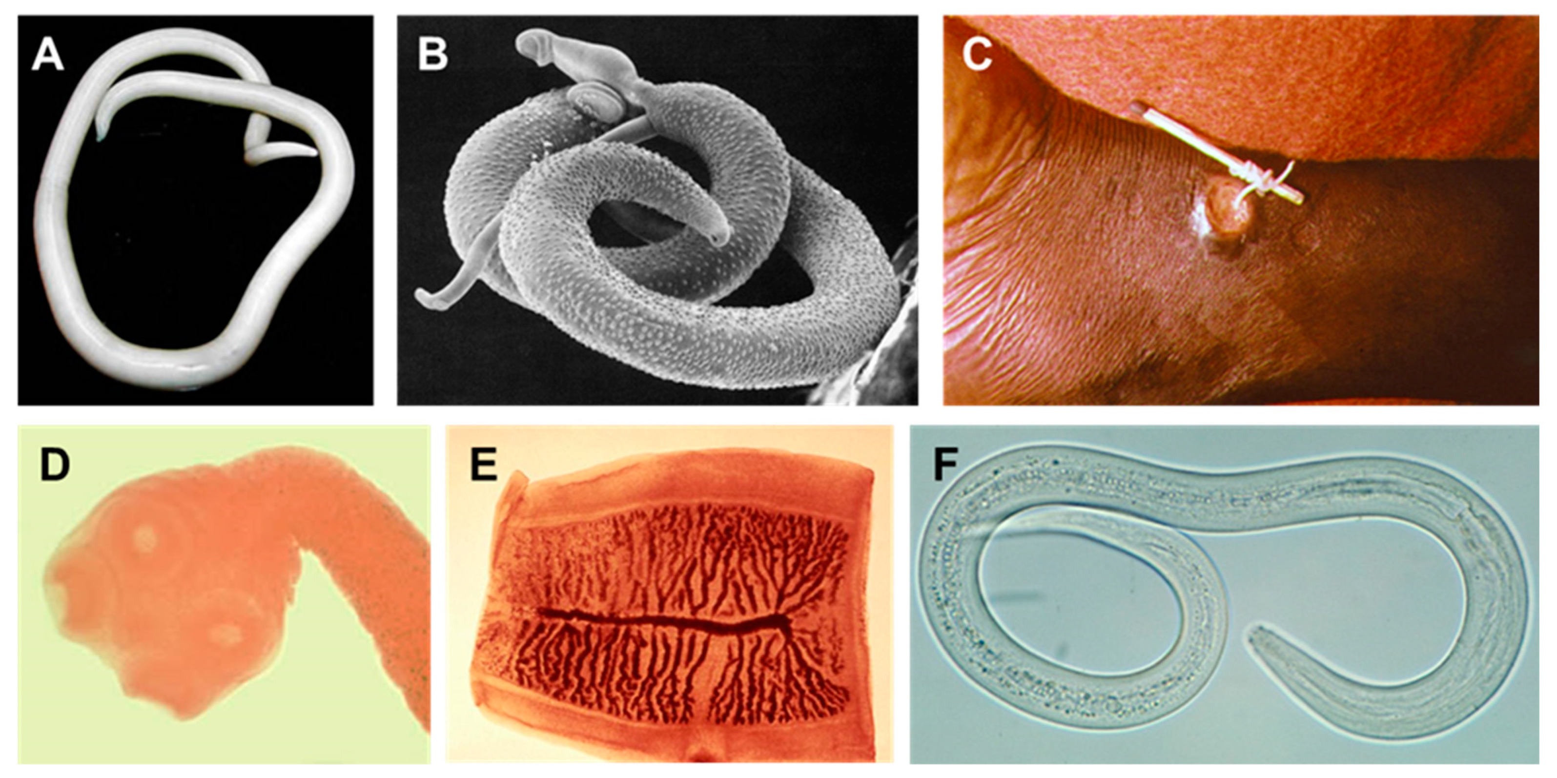 Molecules 27 08327 g001 Molecules 27 08327 g001