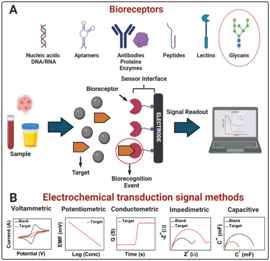 Molecules Free FullText GlycanBased Electrochemical Biosensors