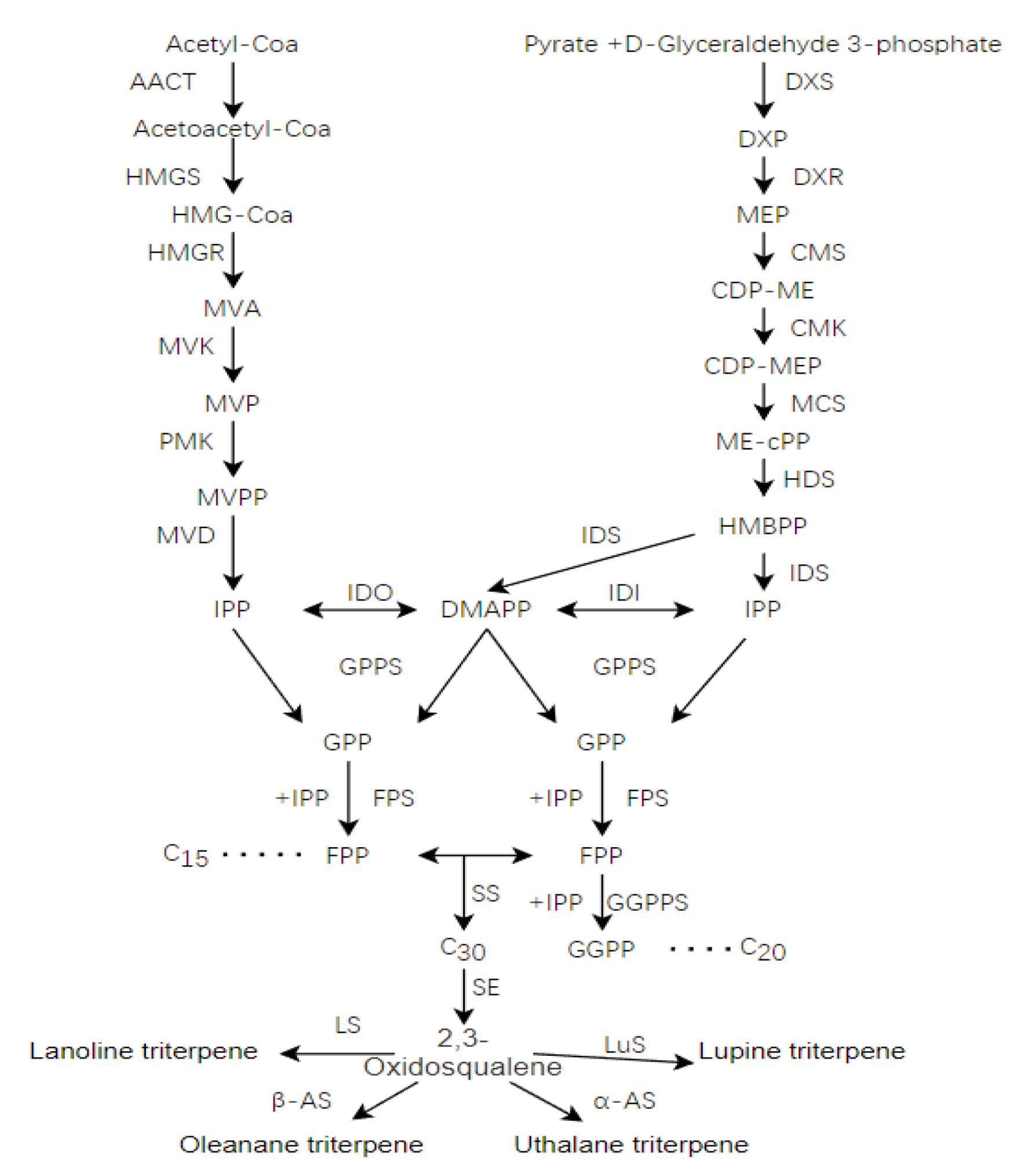 中村サン専用ページ Transcriptional Responses for Biosynthesis of Triterpenoids