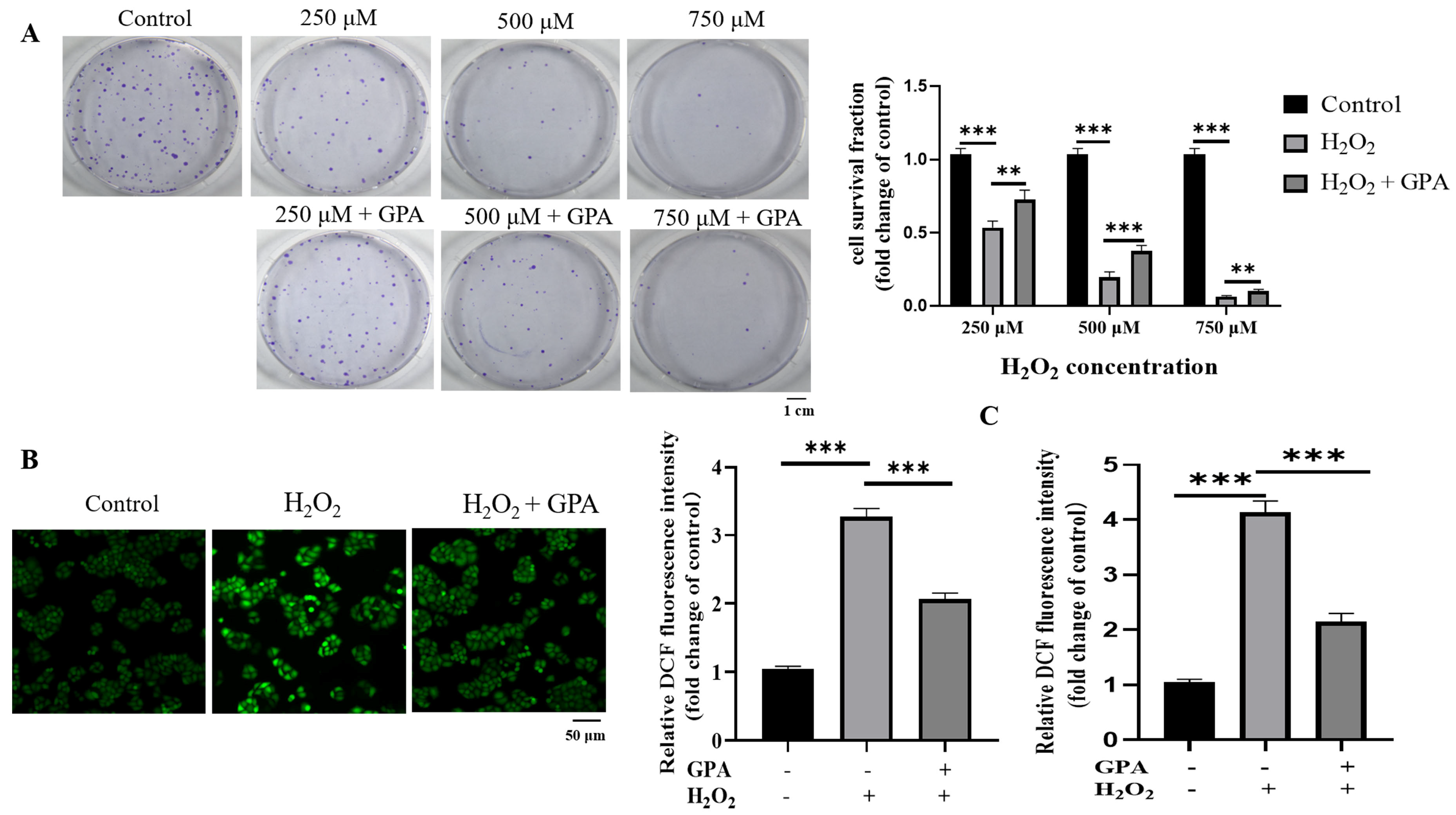 Molecules 27 08568 g004a Molecules 27 08568 g004a