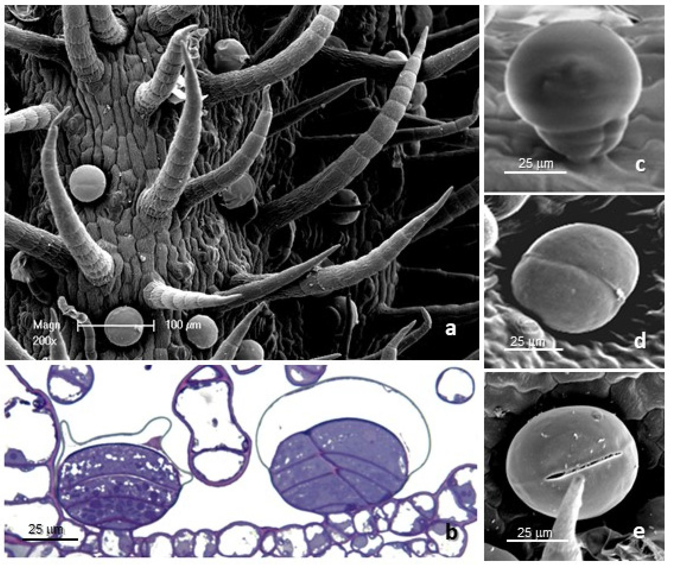 Molecules 27 08602 g001 Molecules 27 08602 g001
