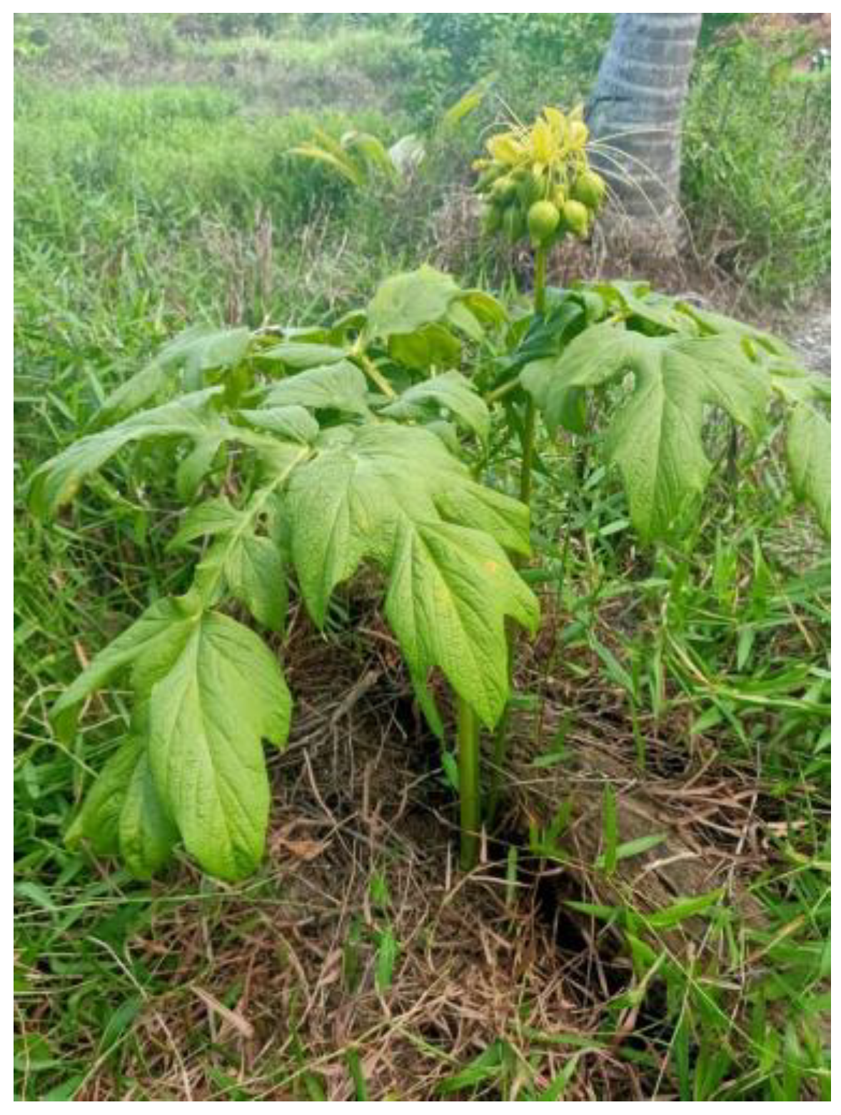 Molecules 27 08605 g001 Molecules 27 08605 g001