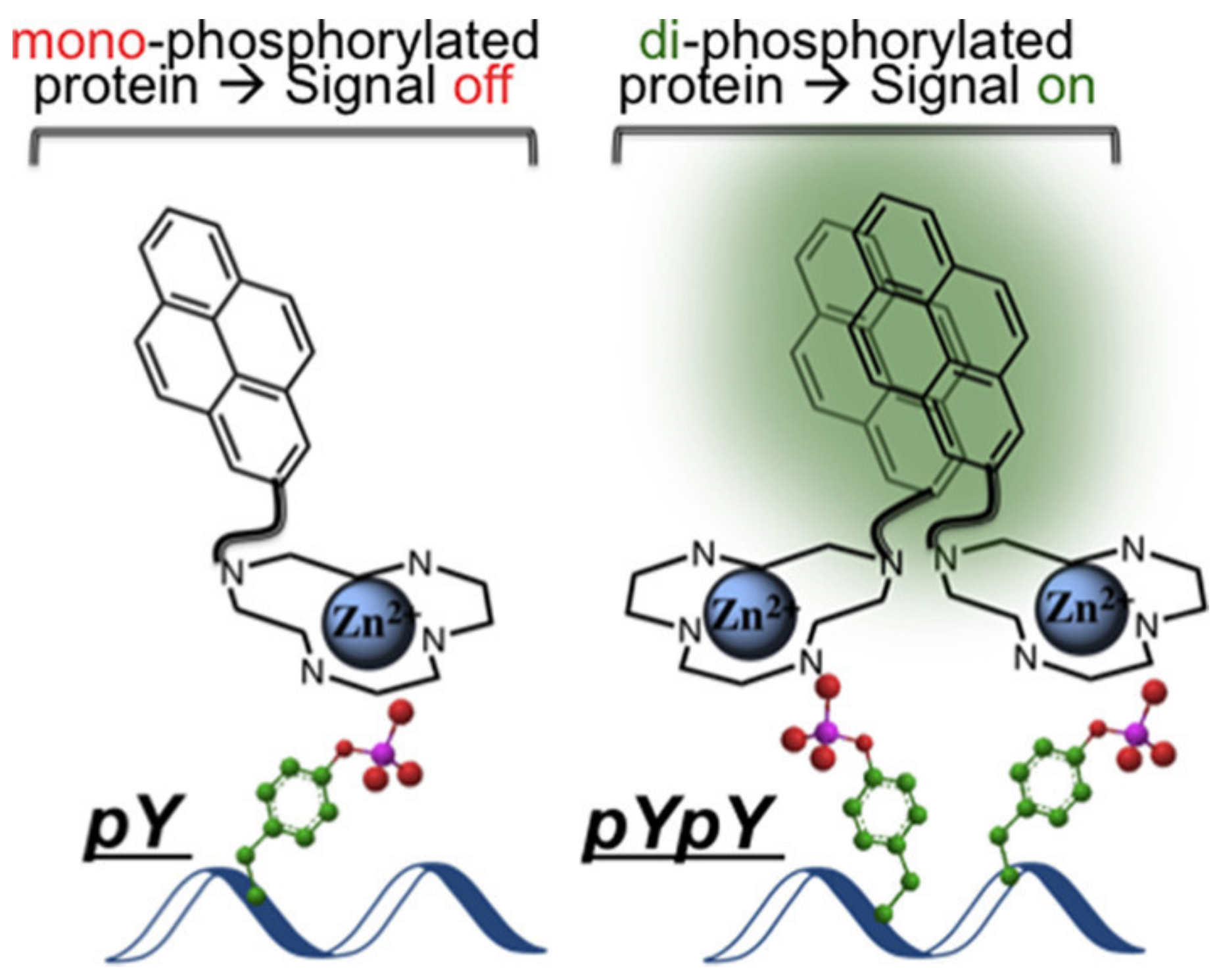 Molecules 27 08628 g005 Molecules 27 08628 g005
