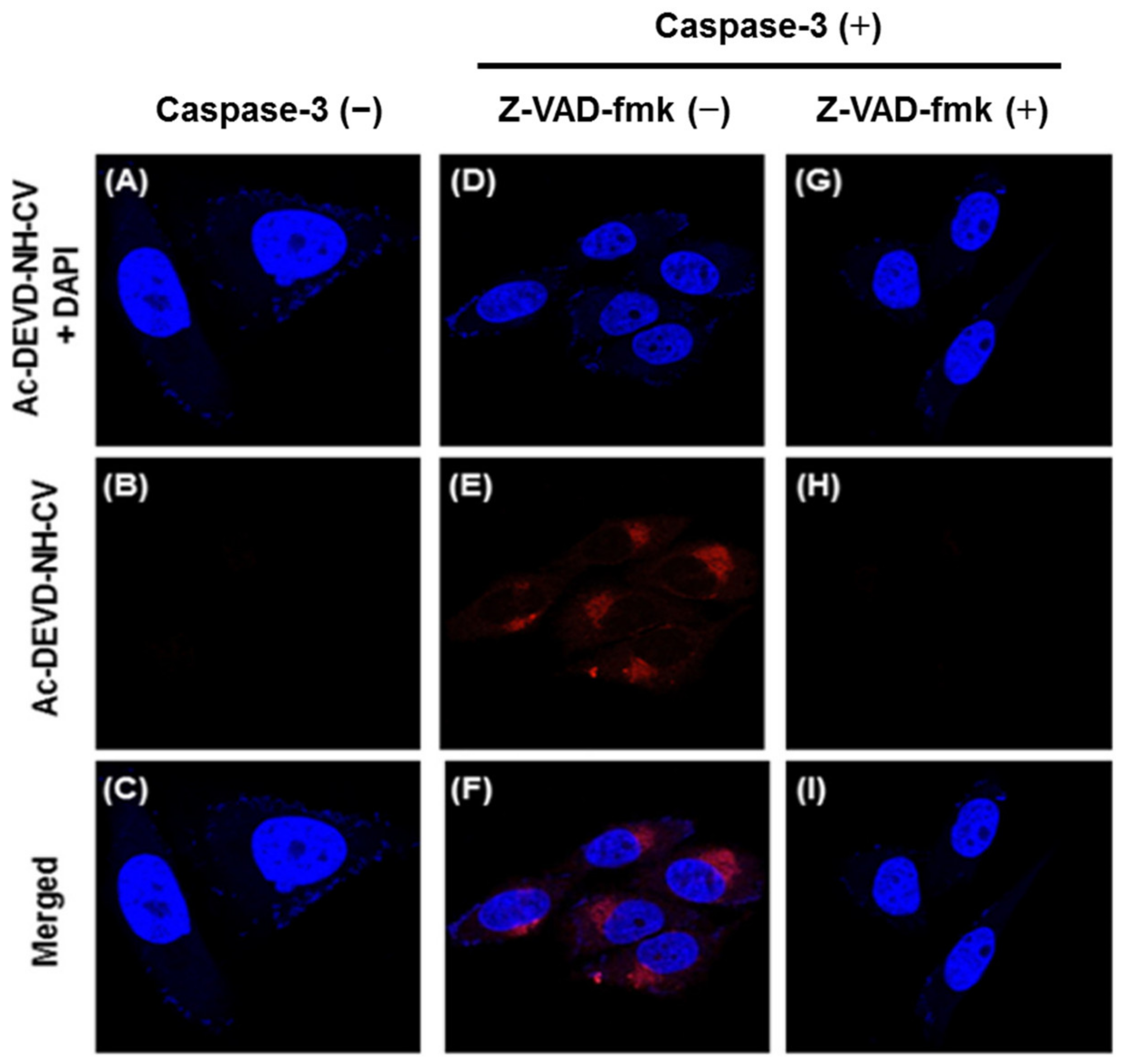 Molecules 27 08628 g035 Molecules 27 08628 g035