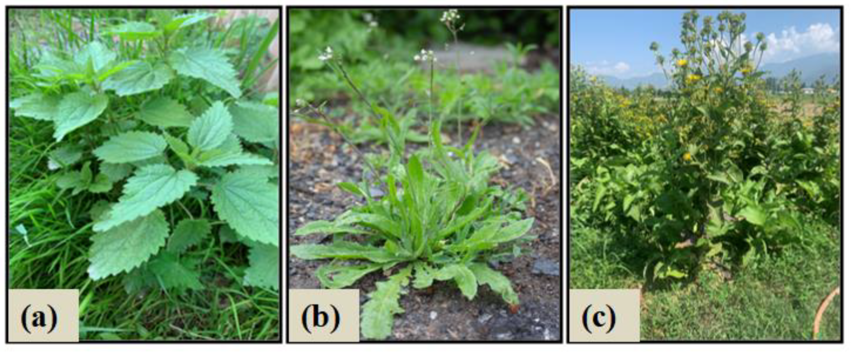 Molecules 27 08629 g009