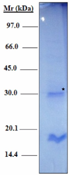 Molecules 27 08677 g002