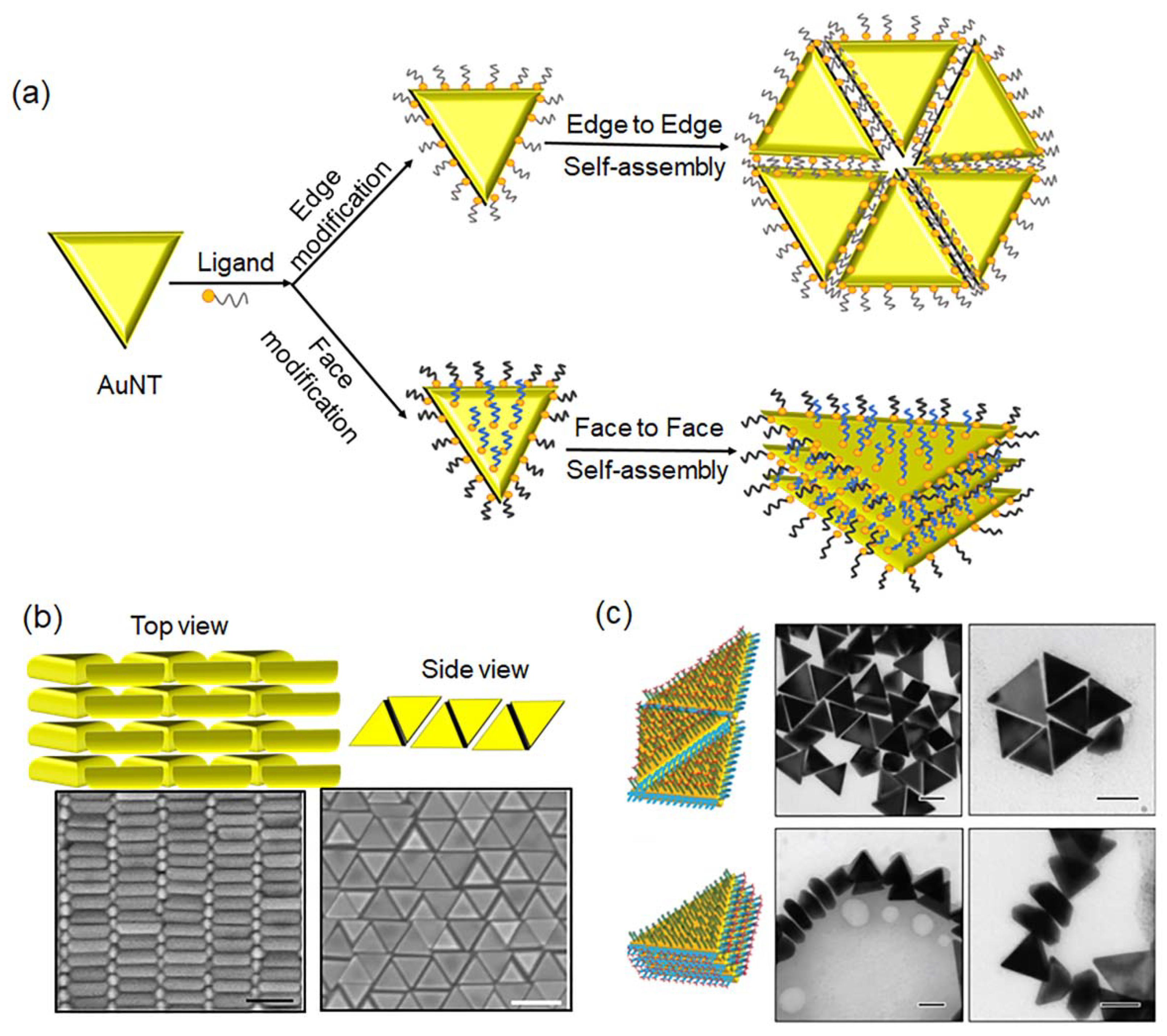 Molecules 27 08766 g004