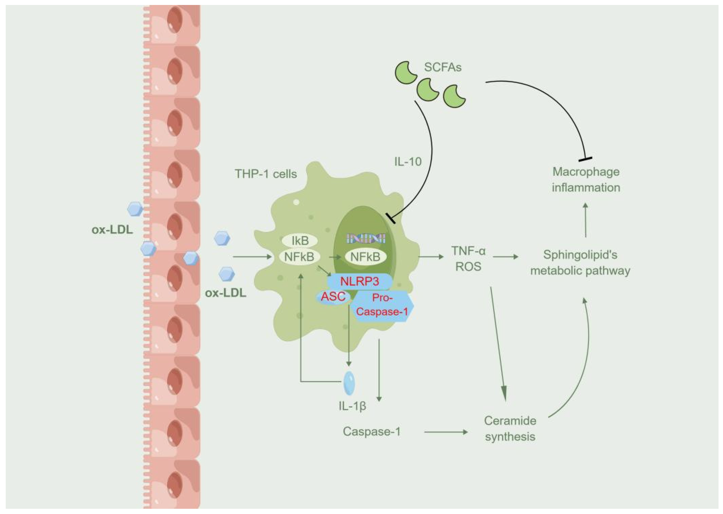 Molecules 27 08801 g007