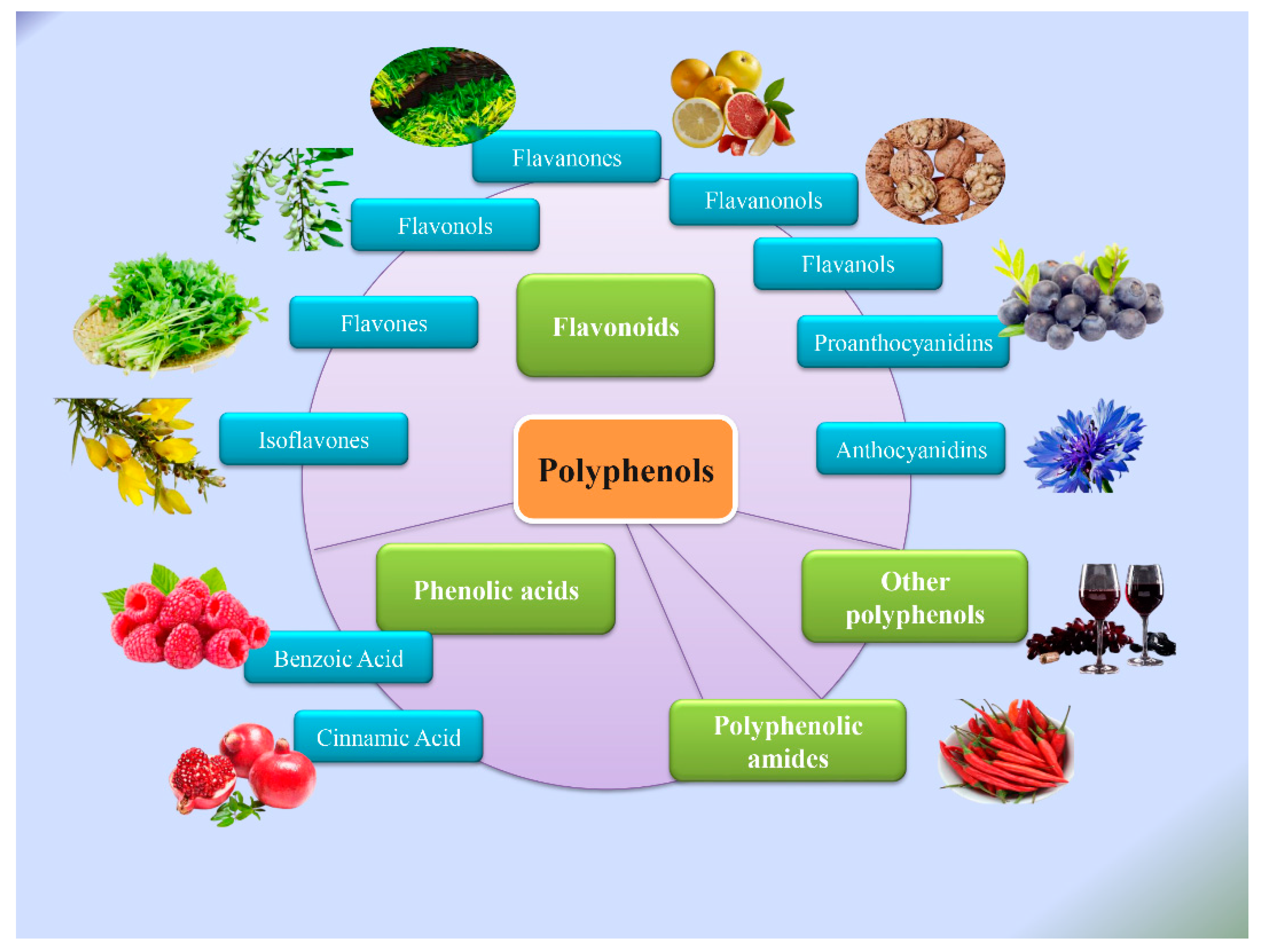 Molecules Free FullText Natural Polyphenols for Treatment of Colorectal Cancer