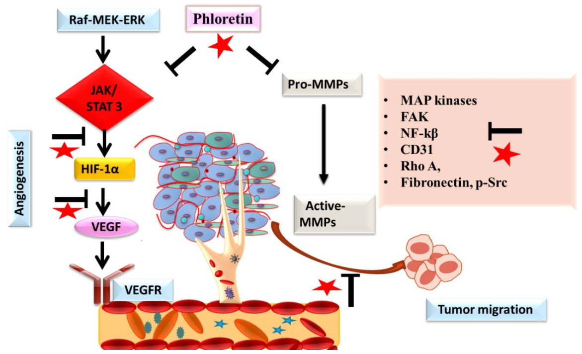 Molecules 27 08819 g006