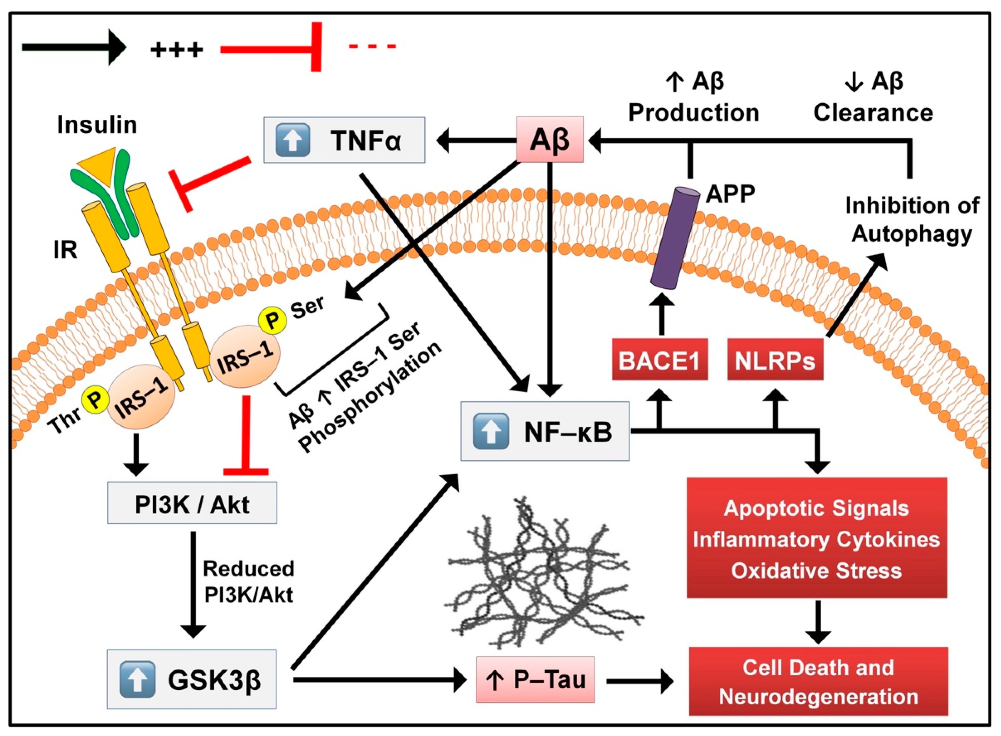 Nbaa 2024 Bace1 Inhibitor Alaine Cathryn
