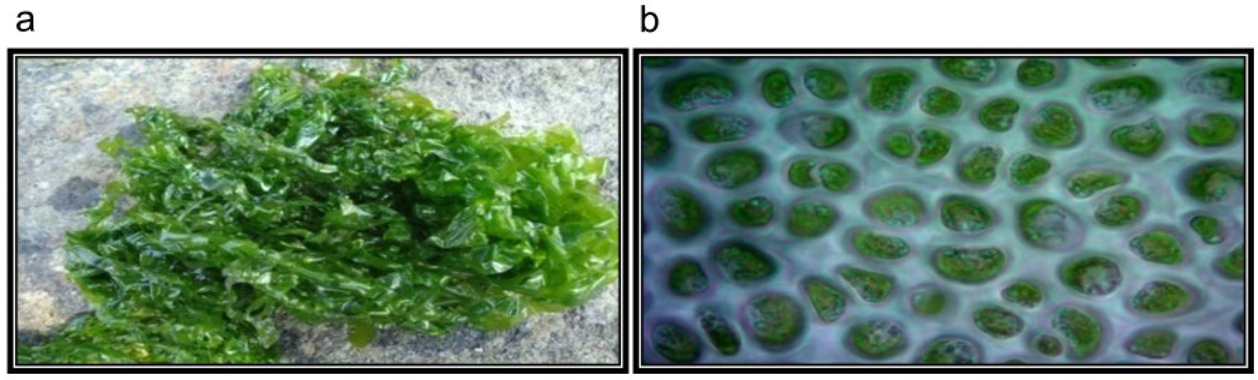 Molecules 27 08827 g013 Molecules 27 08827 g013