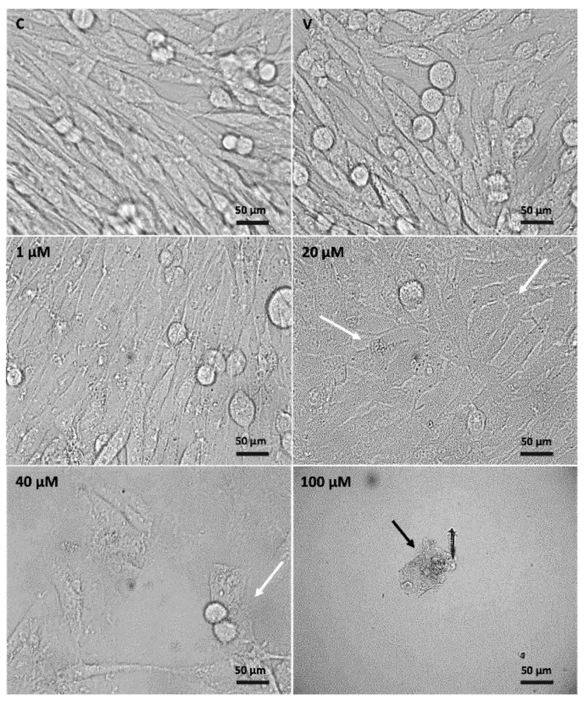 Molecules 27 08850 g004 Molecules 27 08850 g004