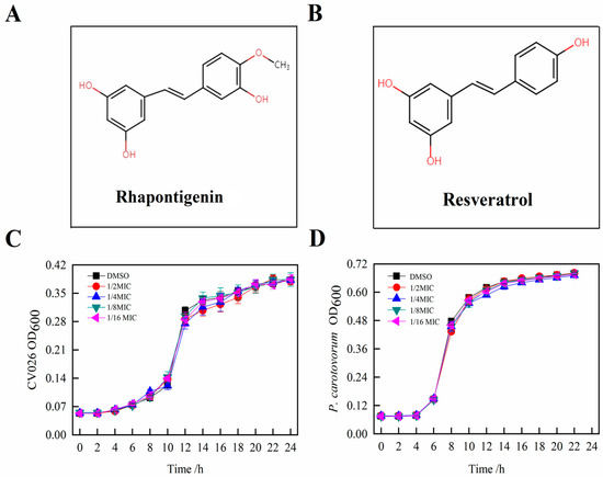 Effects of Rhapontigenin as a Novel Quorum-Sensing Inhibitor