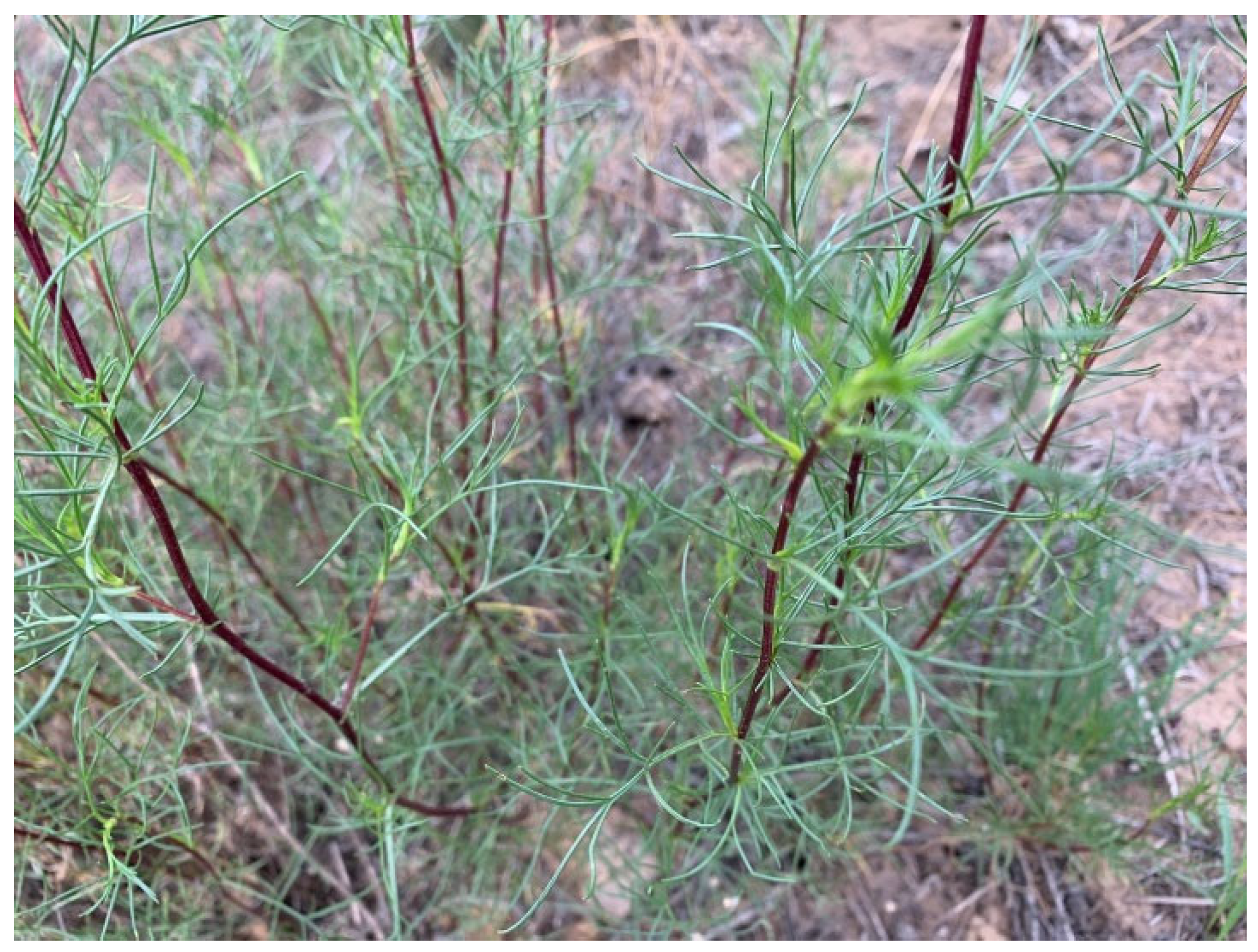 Molecules 27 08898 g004 Molecules 27 08898 g004