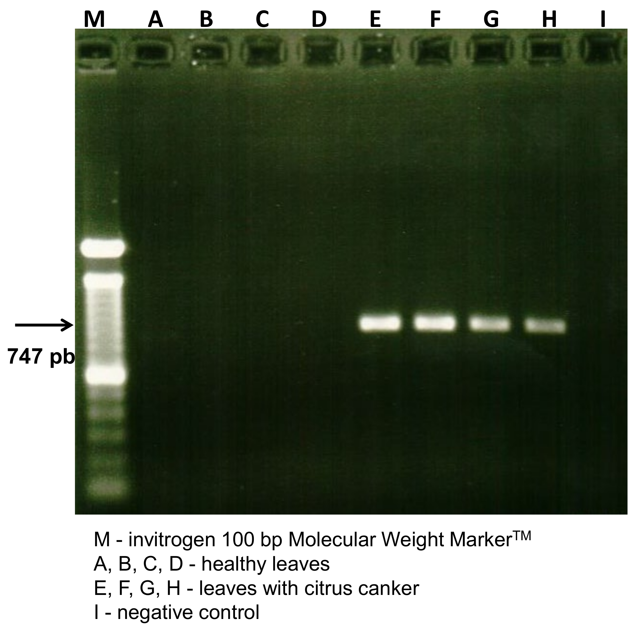 Molecules 27 08947 g001