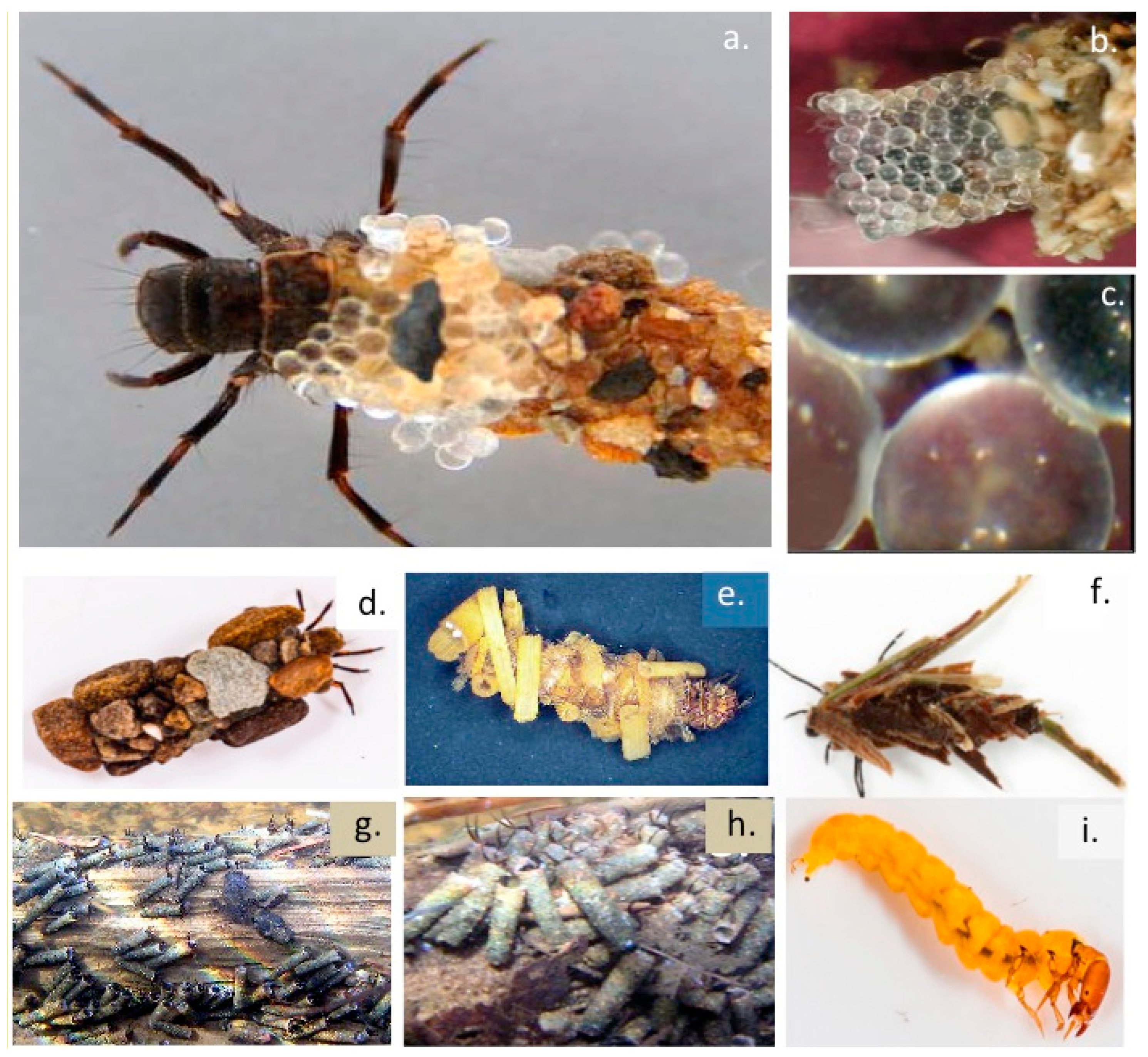 Molecules 27 08982 g002 Molecules 27 08982 g002