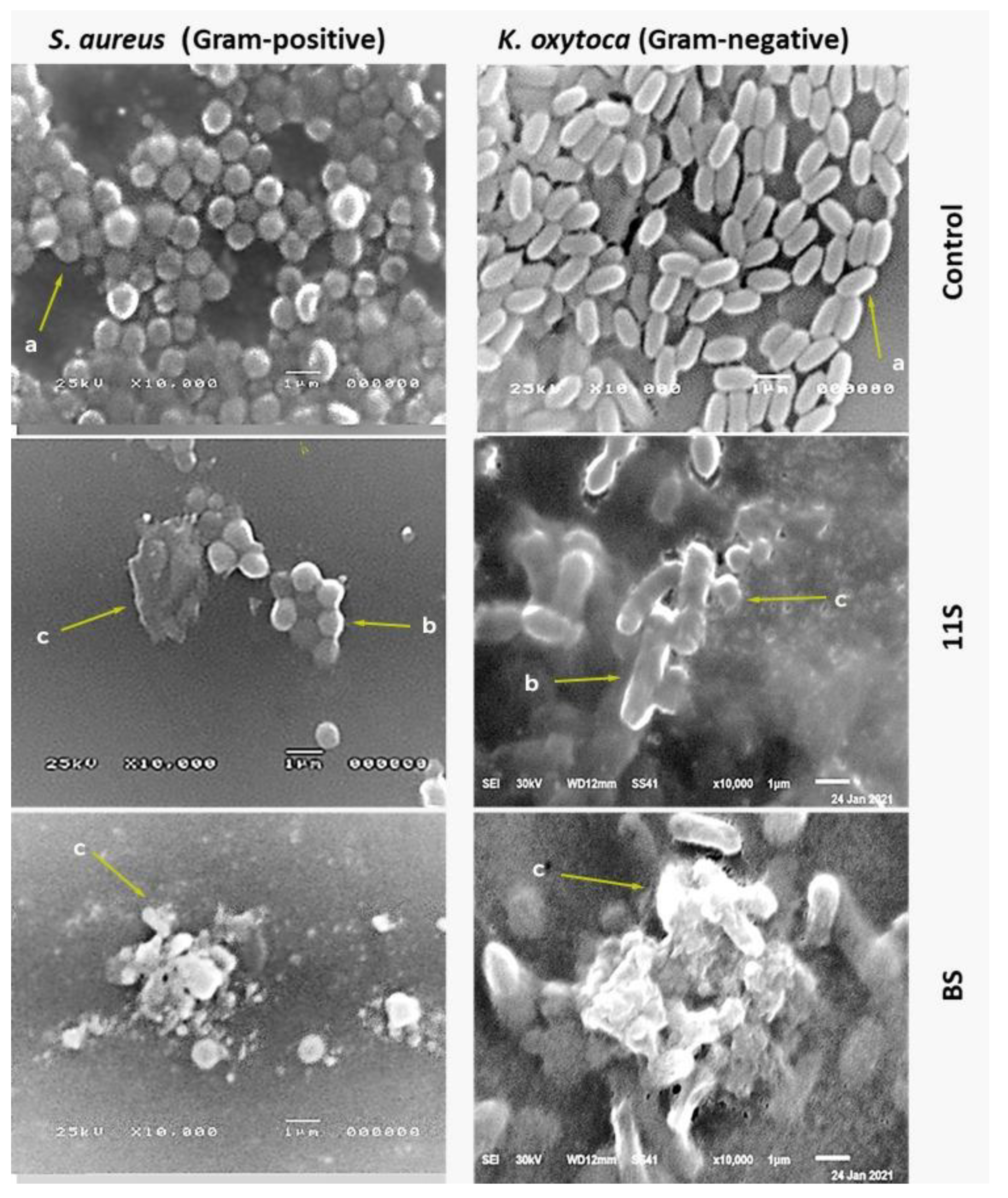 Molecules 28 00035 g007 Molecules 28 00035 g007