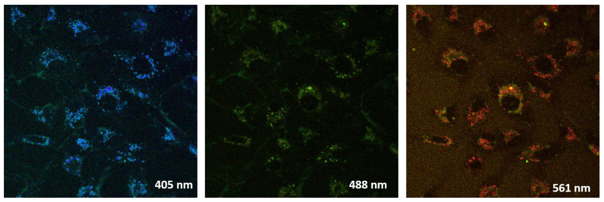 Molecules 28 00059 g004