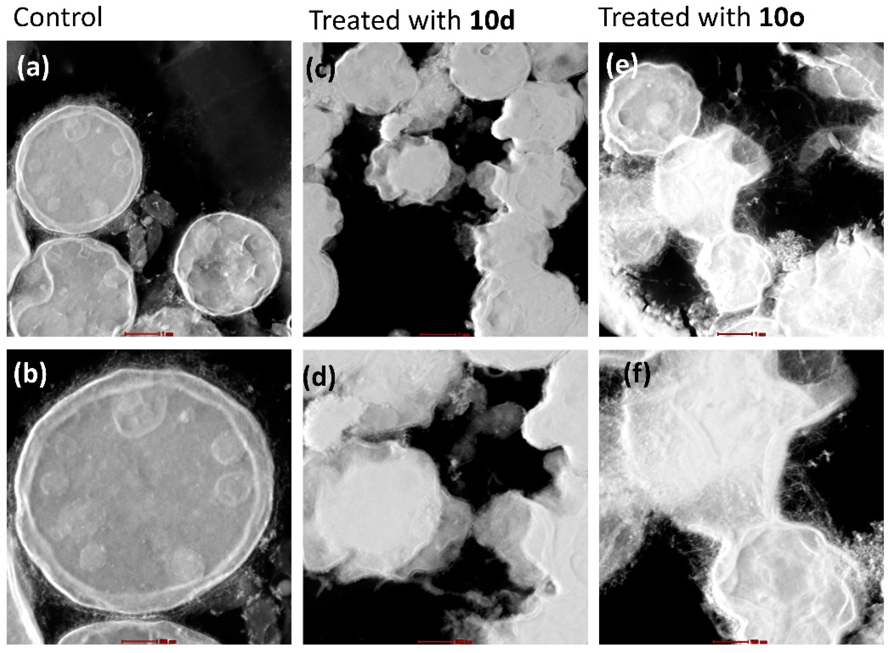Molecules 28 00087 g008 Molecules 28 00087 g008