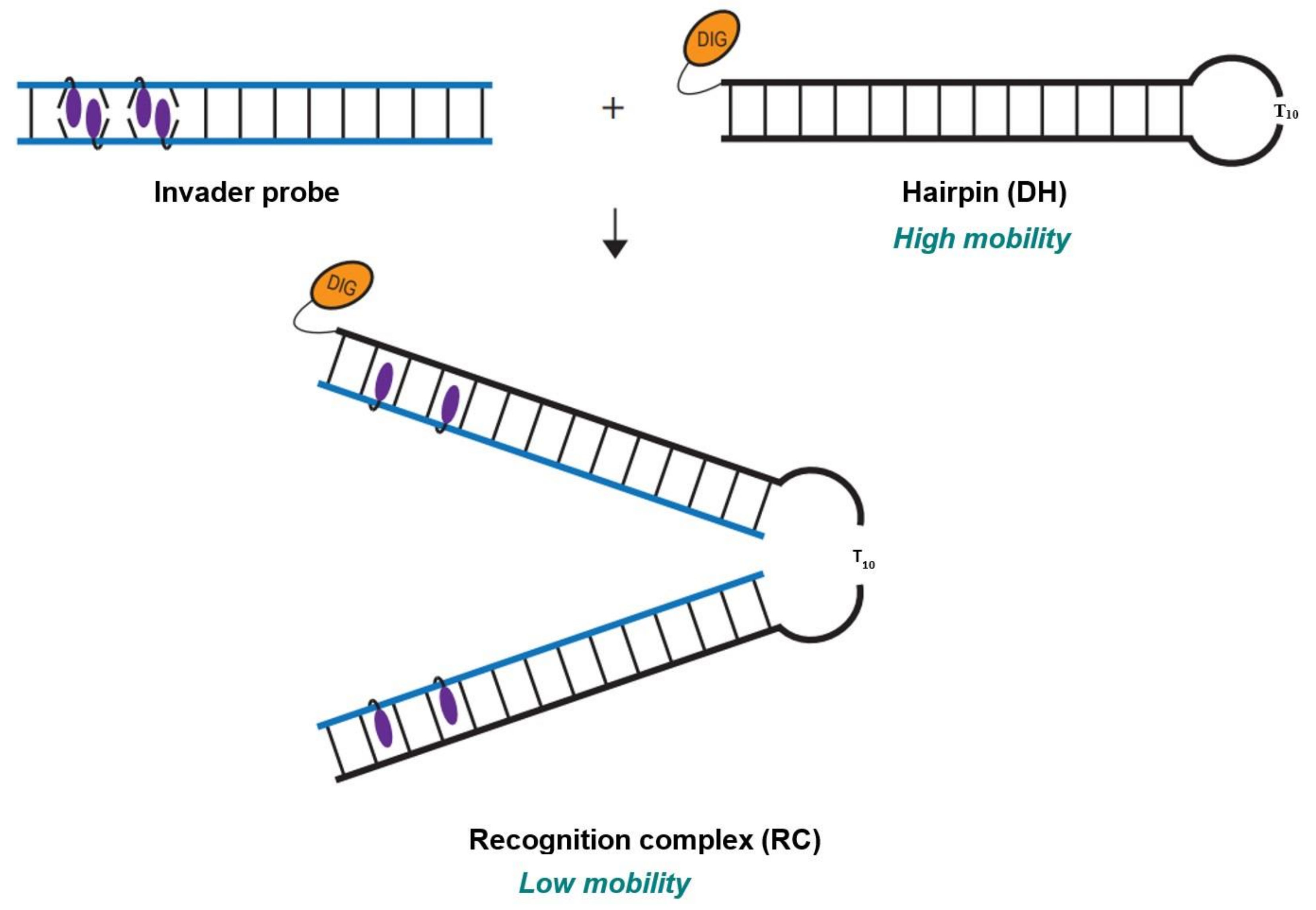 Molecules 28 00127 g002