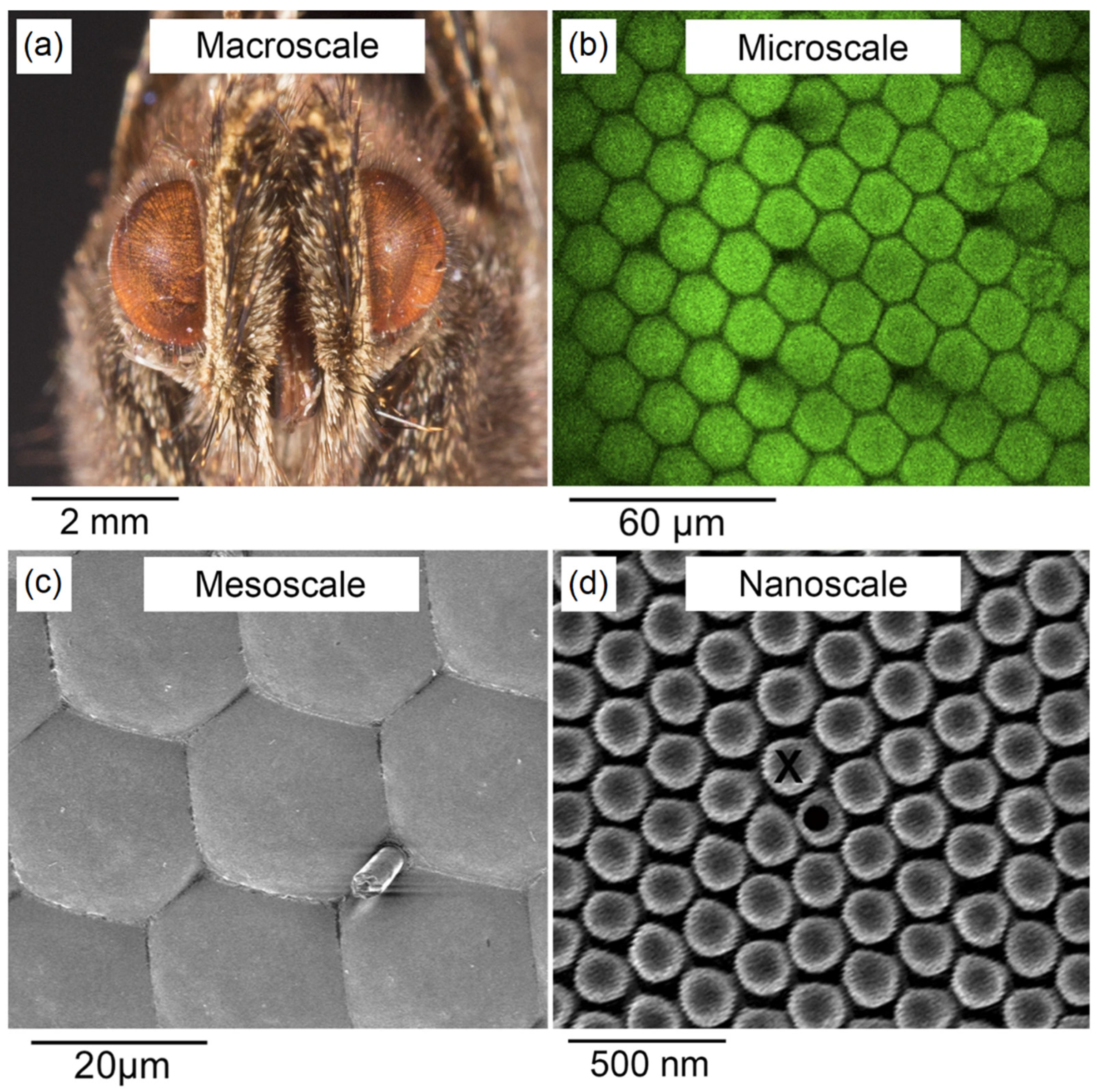 Molecules 28 00180 g004