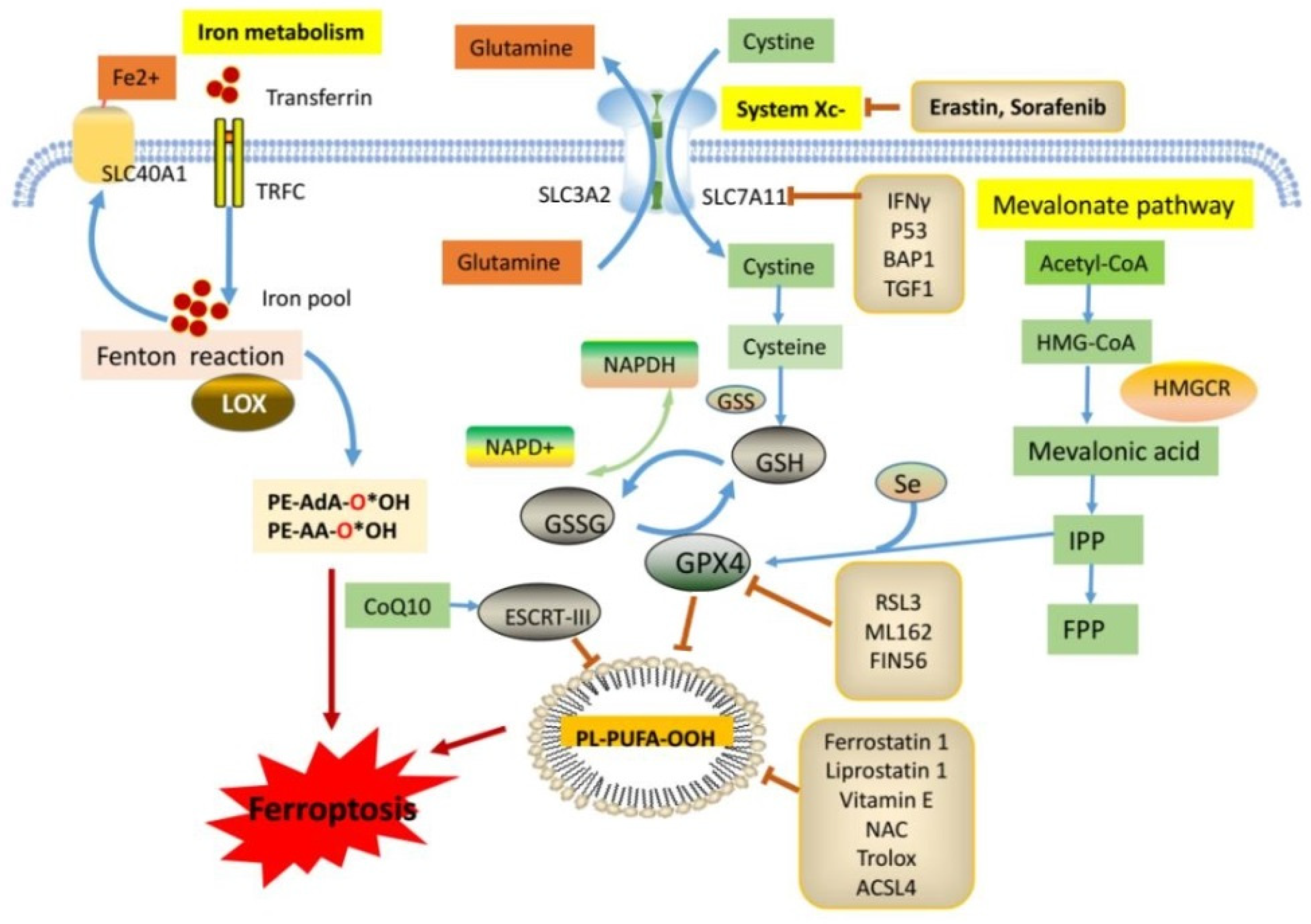 Molecules 28 00243 g002 Molecules 28 00243 g002