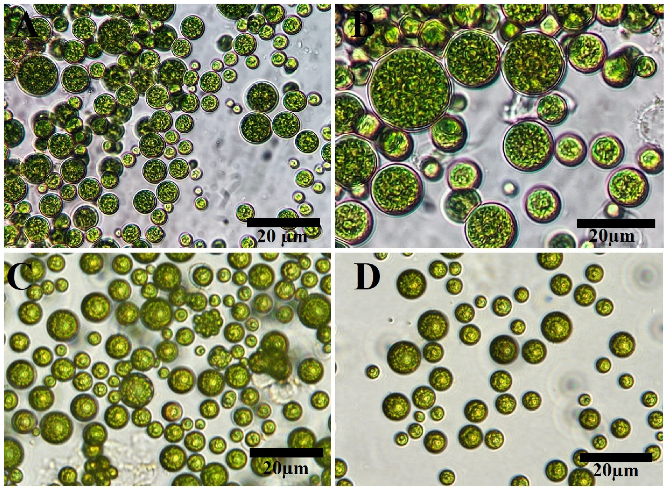 Molecules 28 00279 g001