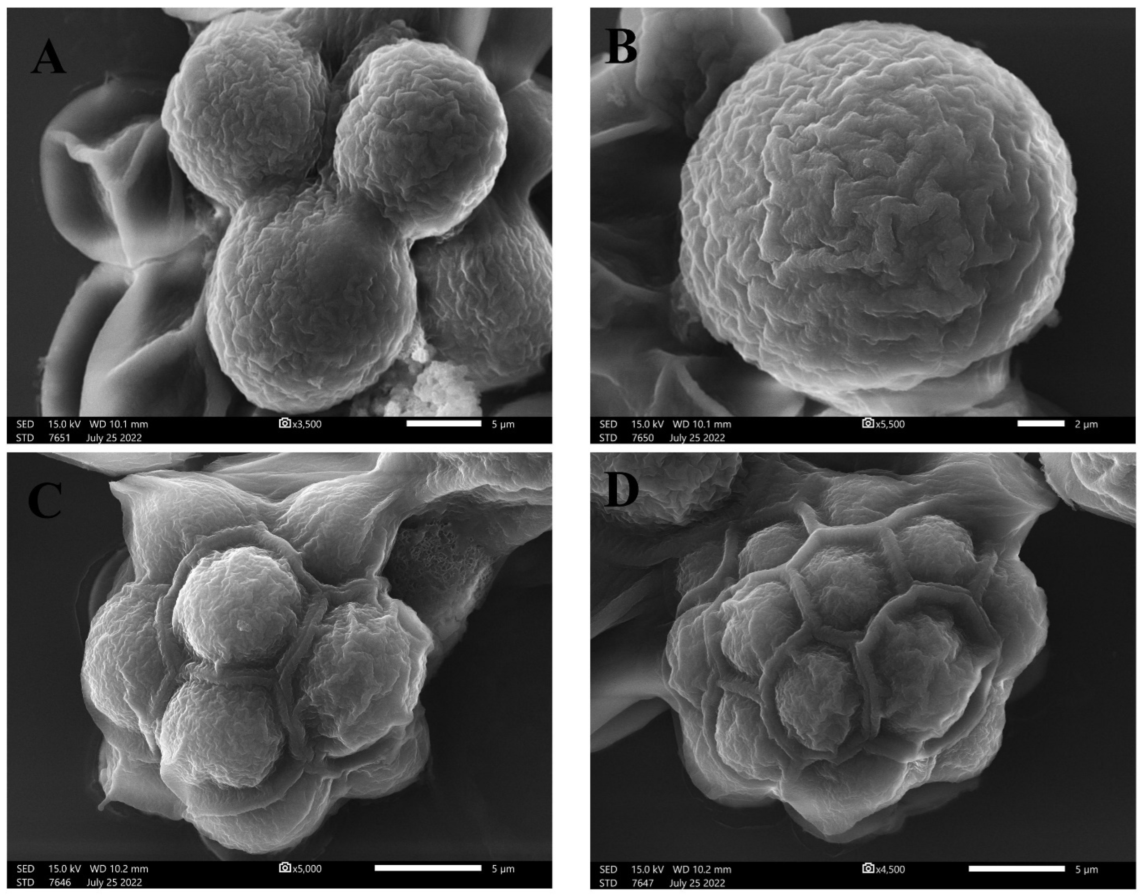 Molecules 28 00279 g002