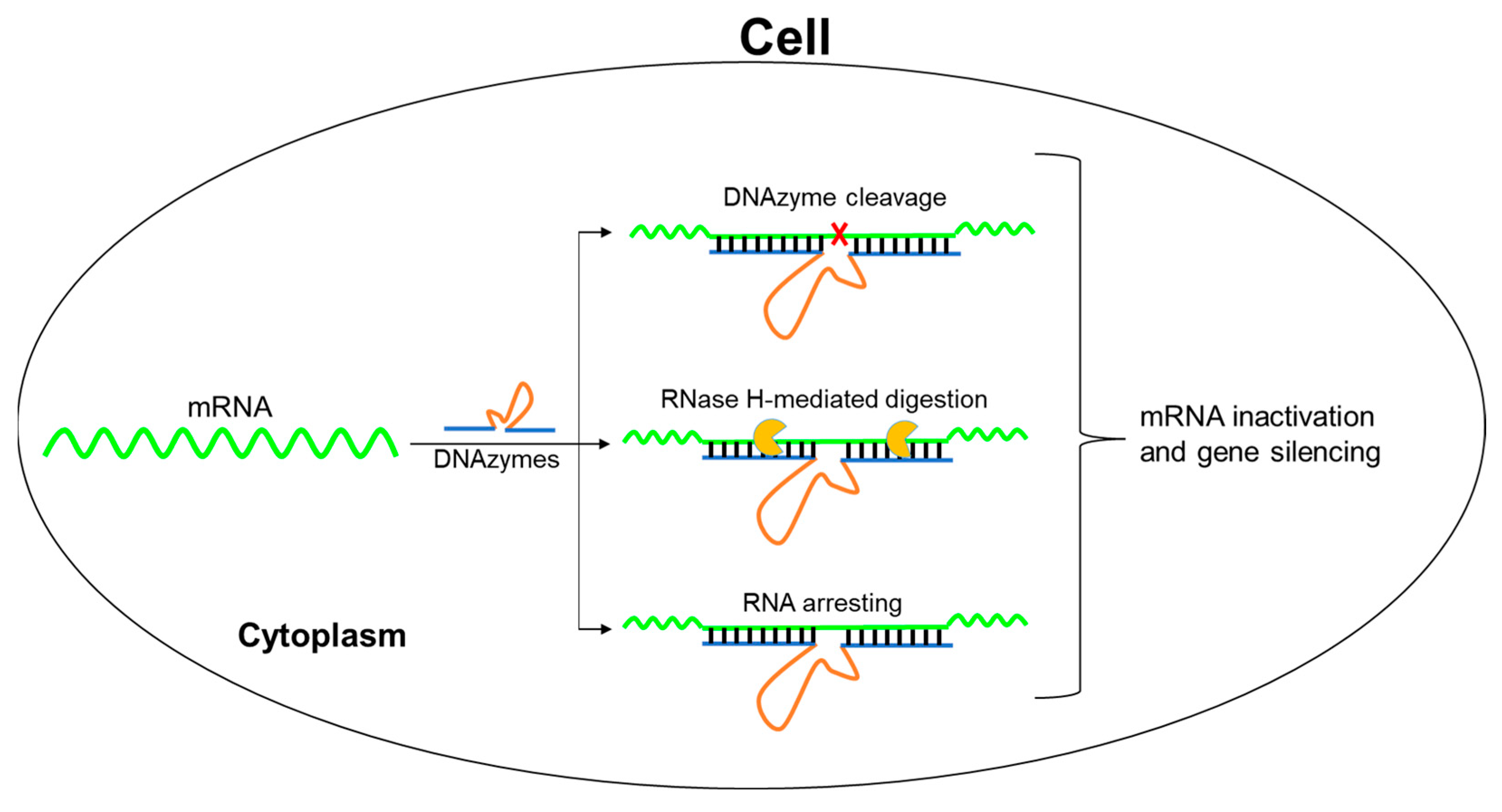 8–17 DNAzyme Silencing Gene Expression in Cells via Cleavage 