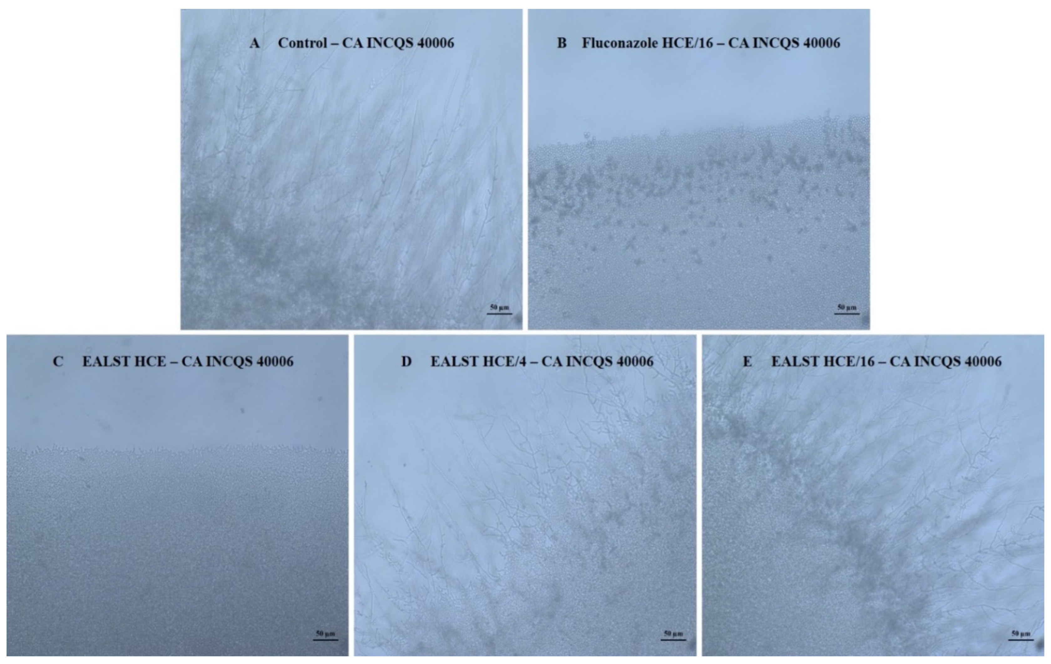 Molecules 28 00305 g004 Molecules 28 00305 g004