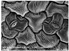 Molecules 28 00311 i001 Molecules 28 00311 i001