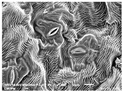 Molecules 28 00311 i002 Molecules 28 00311 i002