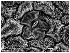 Molecules 28 00311 i003 Molecules 28 00311 i003