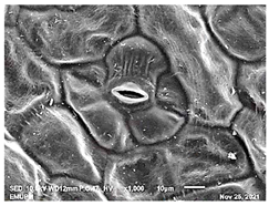 Molecules 28 00311 i004 Molecules 28 00311 i004