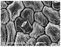 Molecules 28 00311 i005 Molecules 28 00311 i005