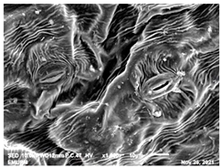 Molecules 28 00311 i006 Molecules 28 00311 i006