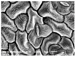 Molecules 28 00311 i007 Molecules 28 00311 i007