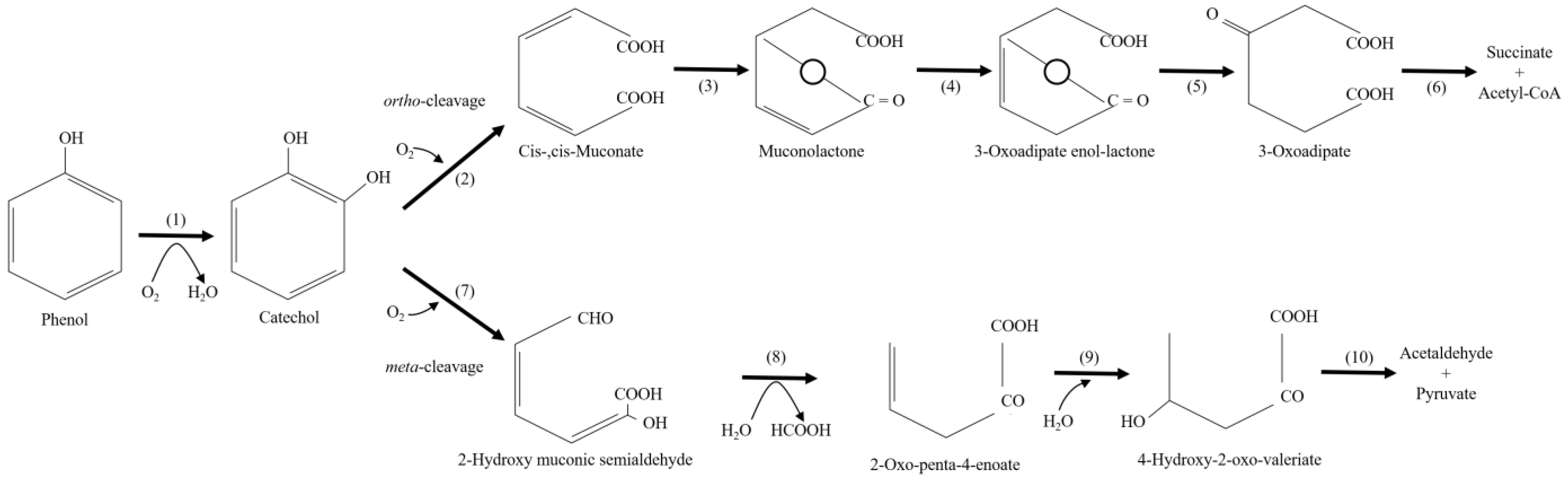 Molecules 28 00314 g003