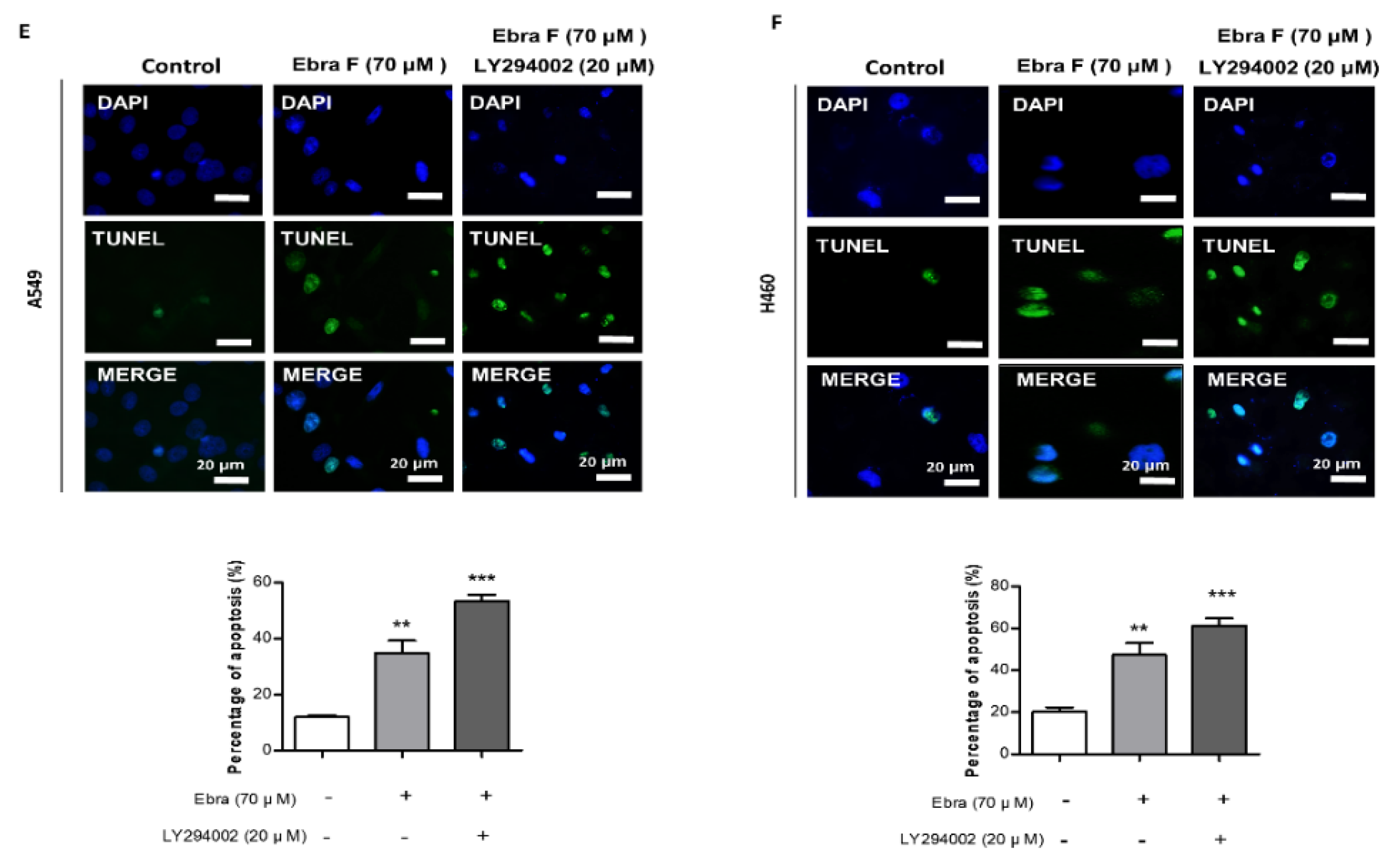 Molecules 28 00329 g008b Molecules 28 00329 g008b