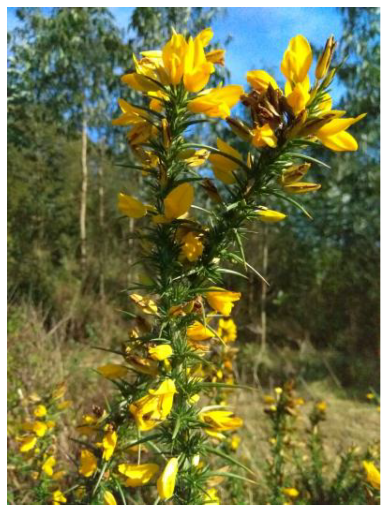 Molecules 28 00351 g001 Molecules 28 00351 g001