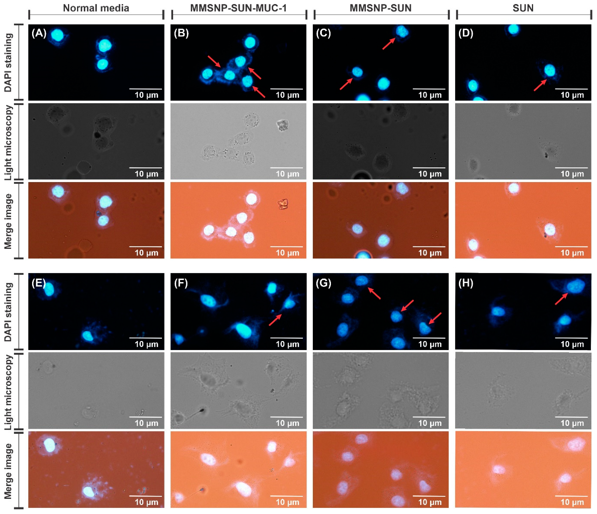 Molecules 28 00411 g006 Molecules 28 00411 g006