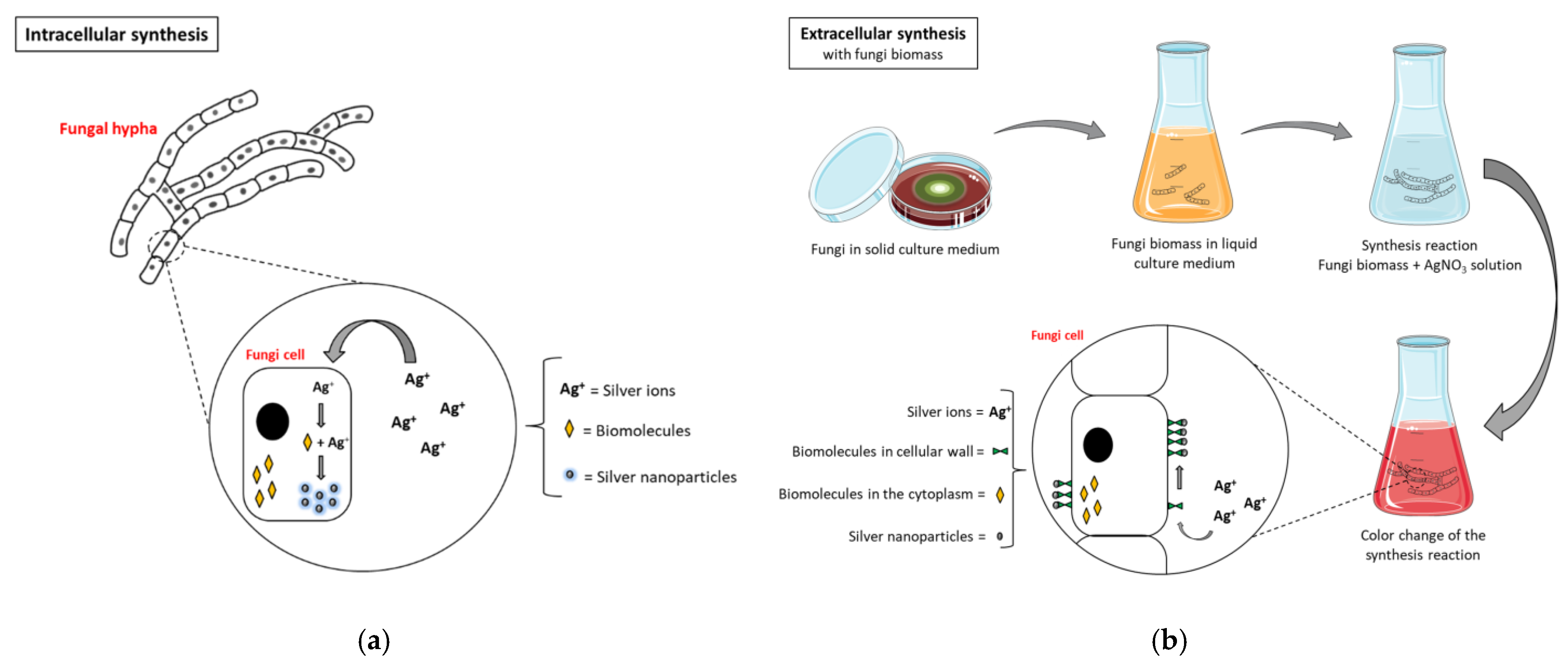 Molecules 28 00463 g006a