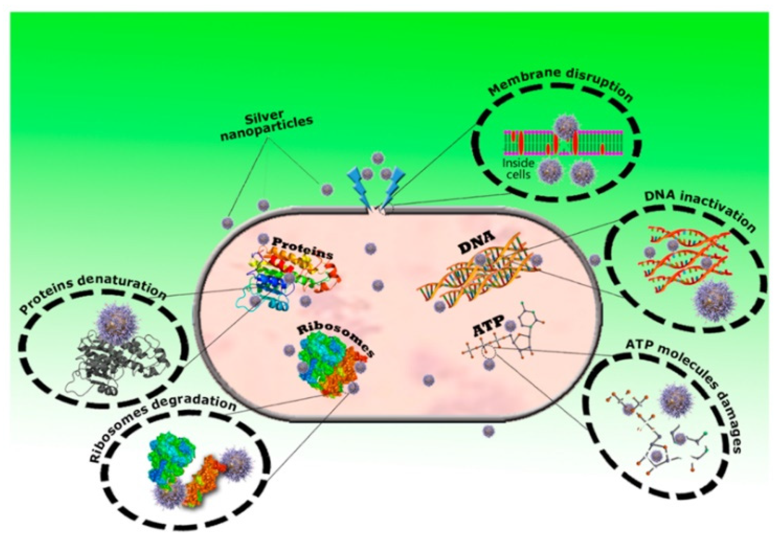 Molecules 28 00463 g010