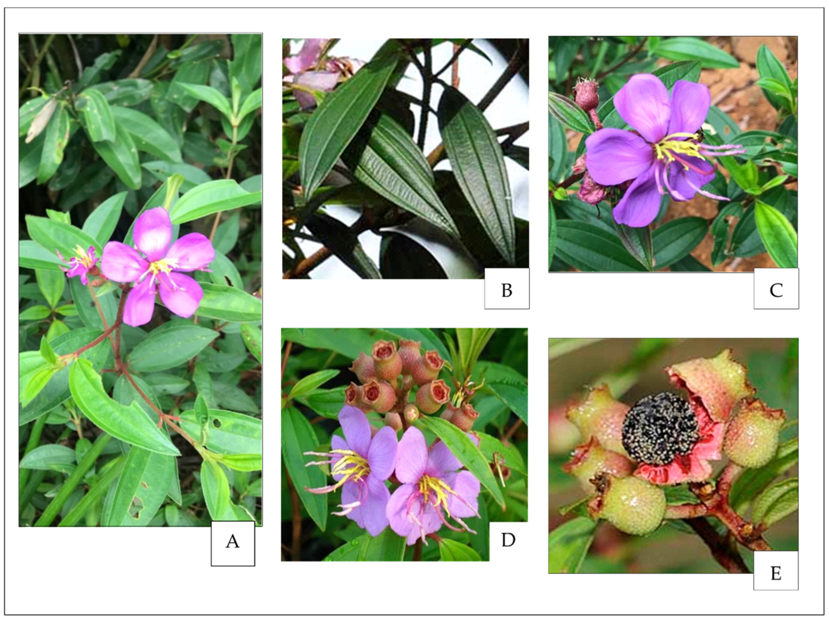 Molecules 28 00487 g001 Molecules 28 00487 g001