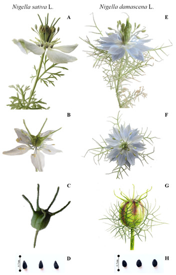 Nigella damascena deals
