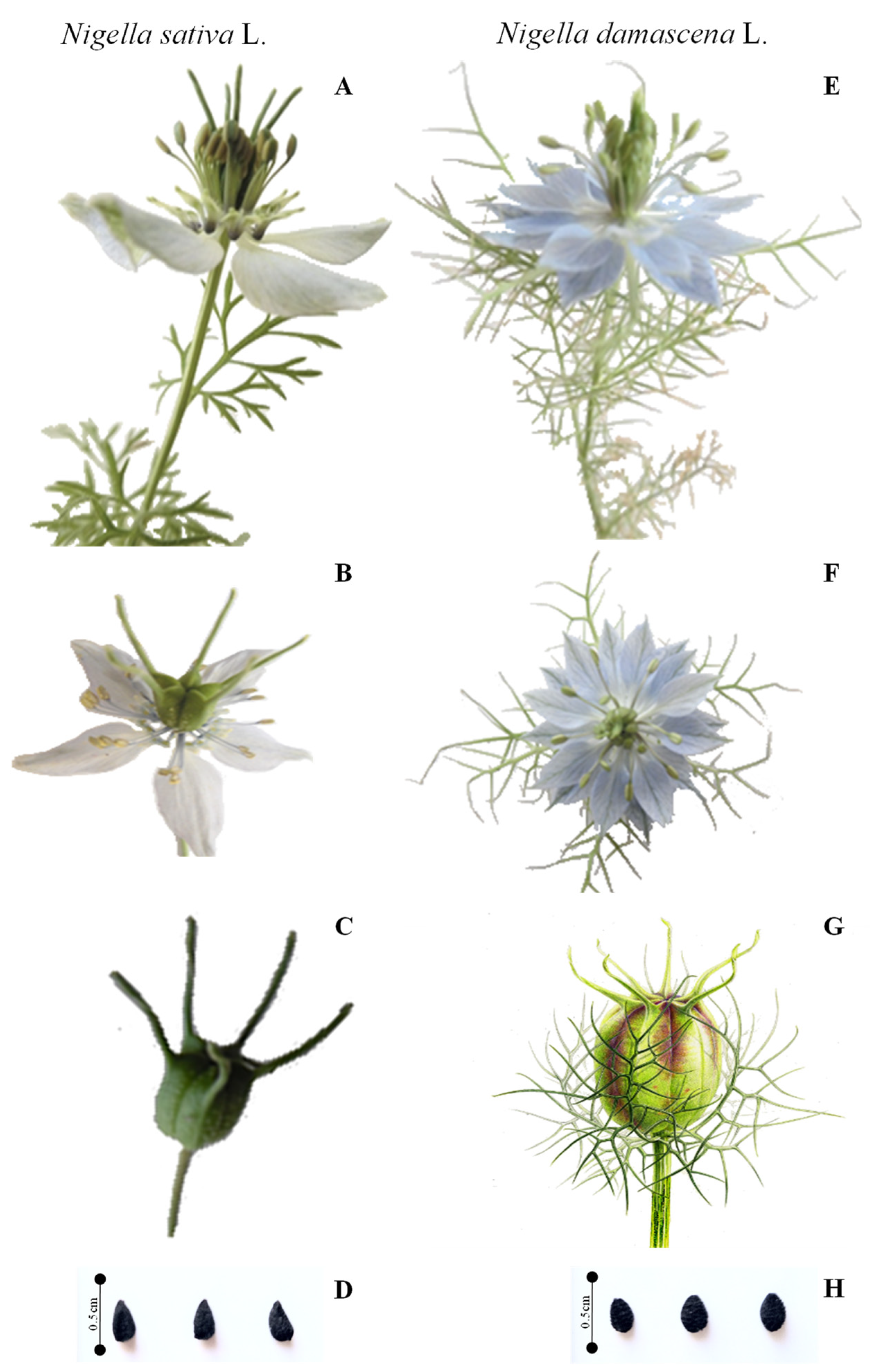 Nigelle de Damas 'Love in a Mist' (plant BIO) – Enracinés