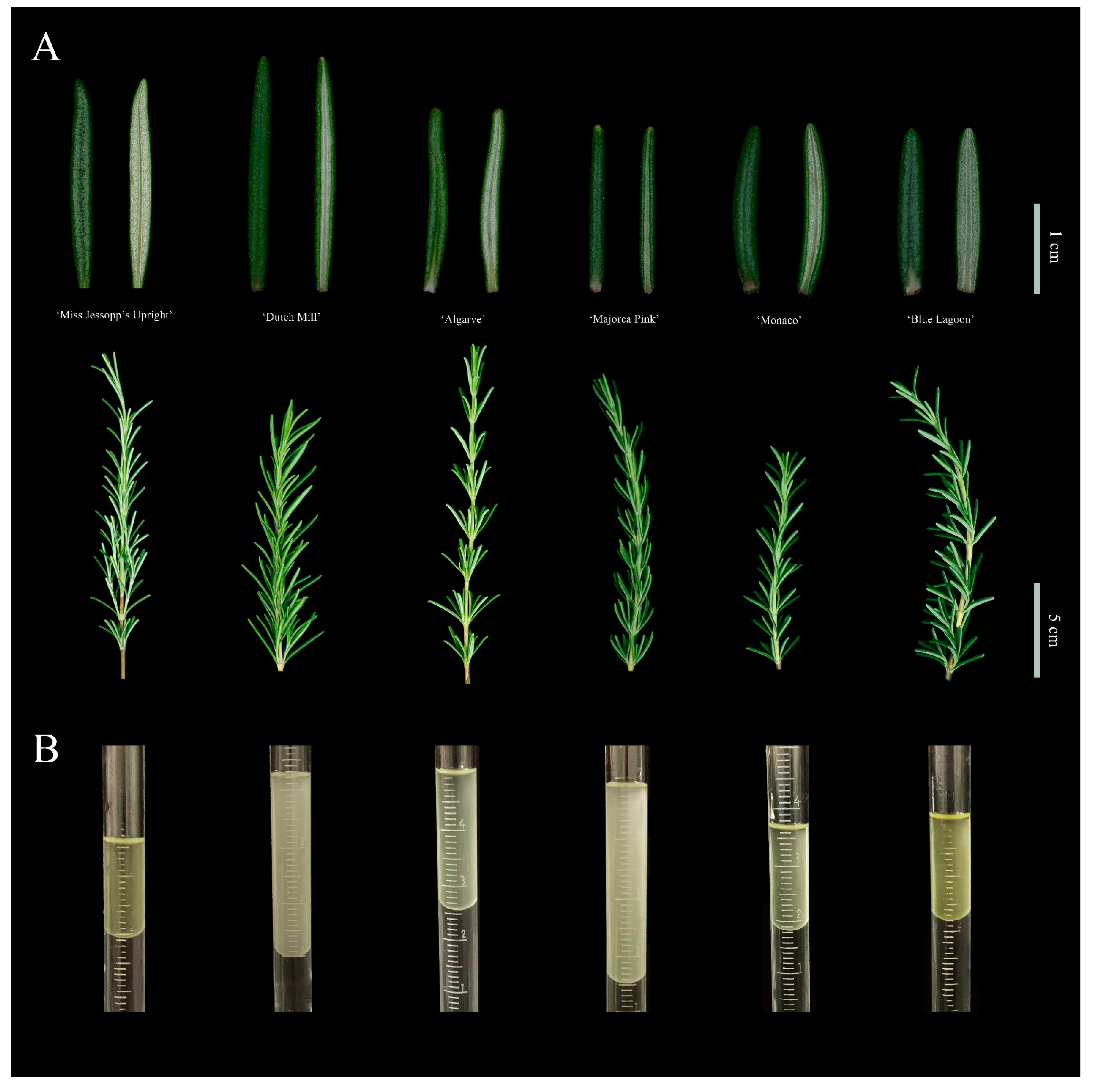 Molecules 28 00586 g005 Molecules 28 00586 g005