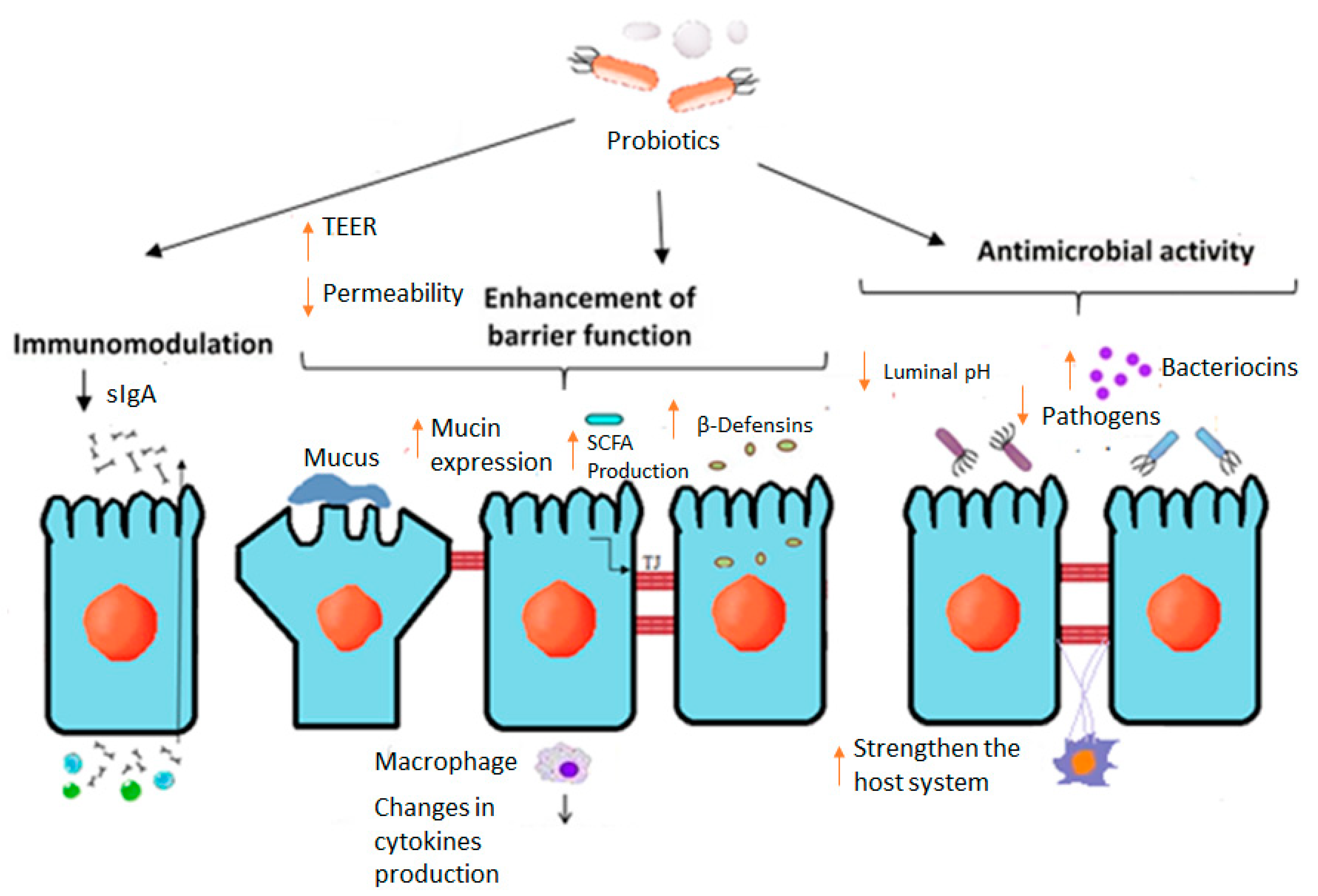molecules-free-full-text-leaky-gut-and-the-ingredients-that-help