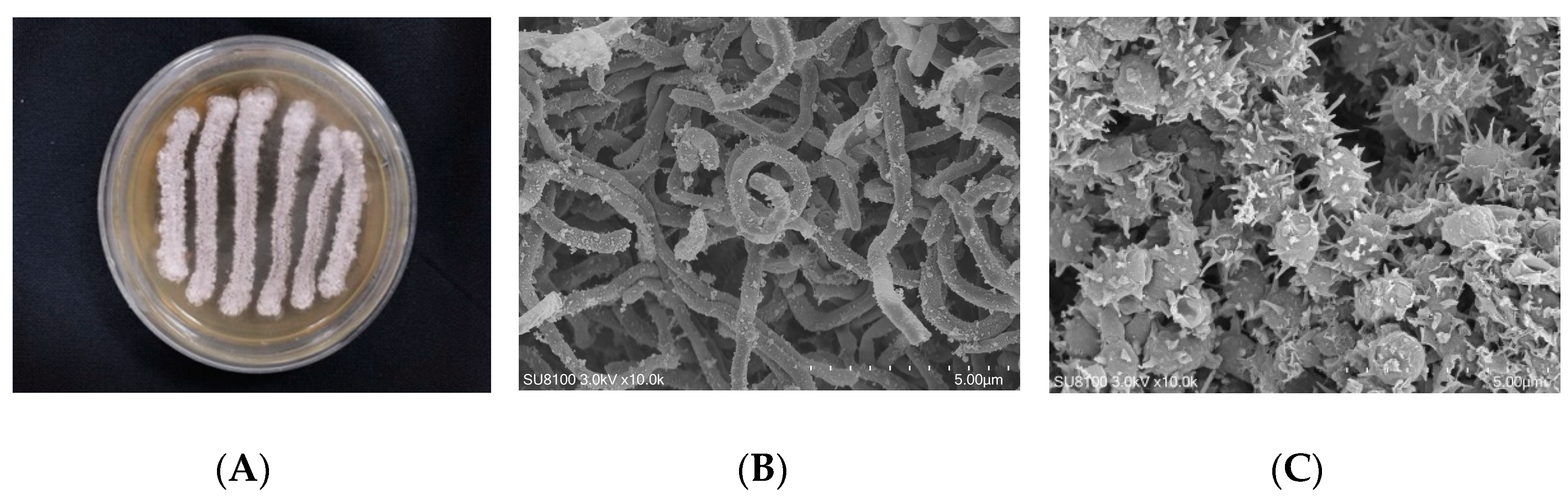 Molecules 28 00640 g002